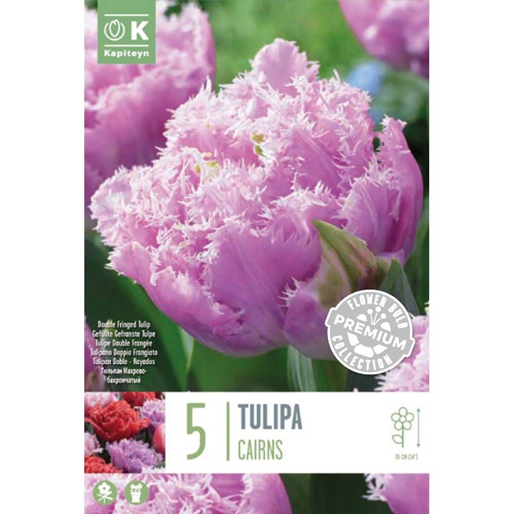 PREM TULIP CAIRNS X 8