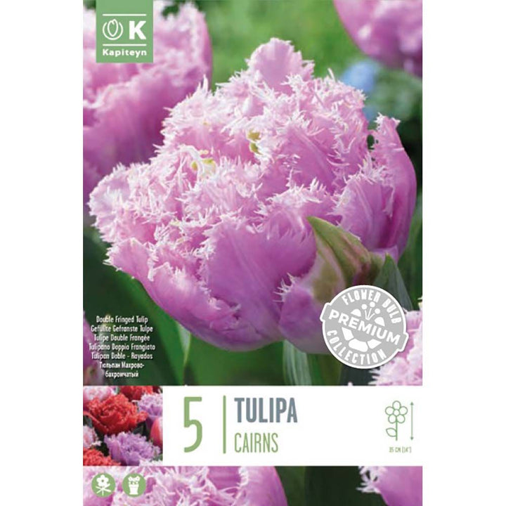 PREM TULIP CAIRNS X 8