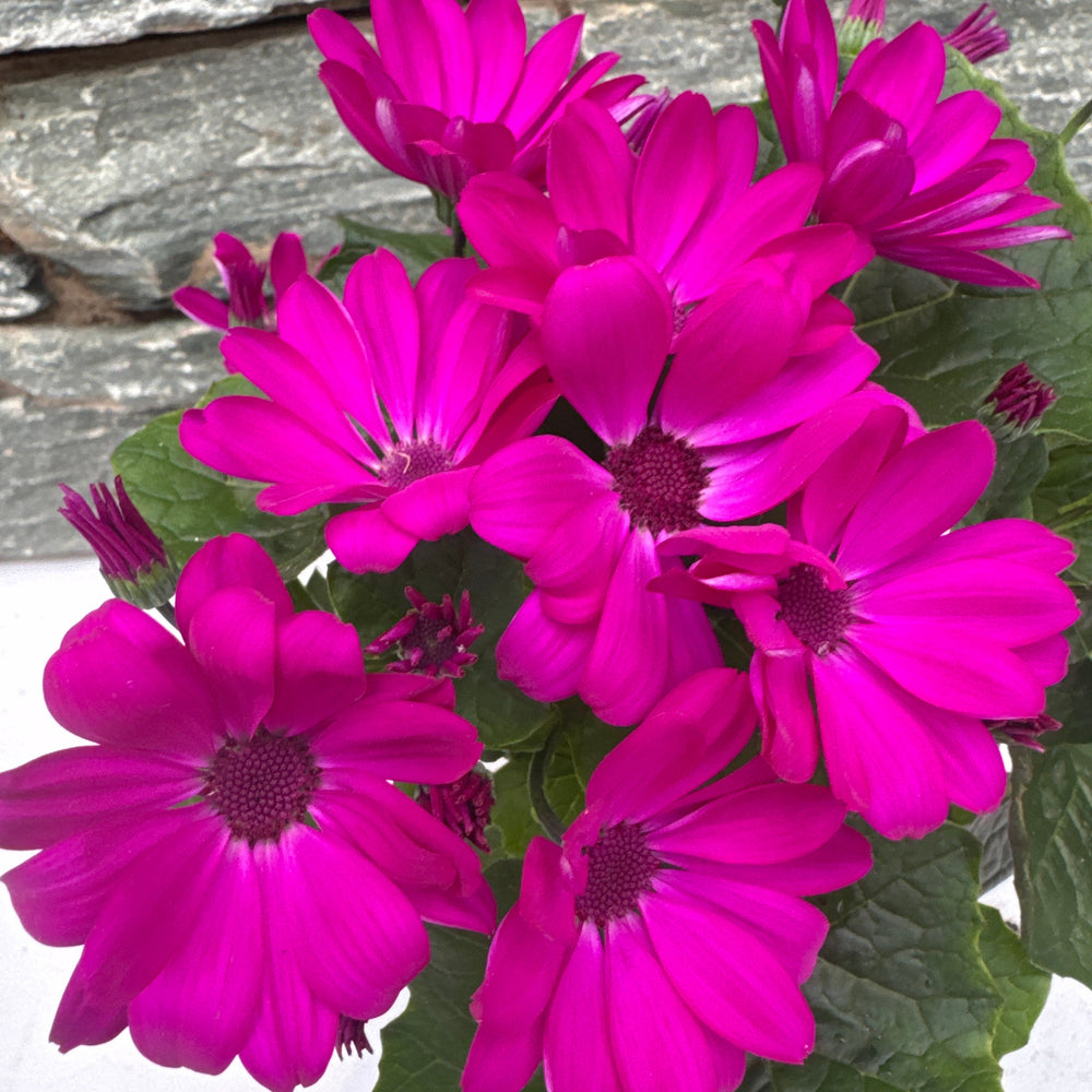 Senetti Seneico Mandala Magenta - Bedding - Windyridge Garden Centre