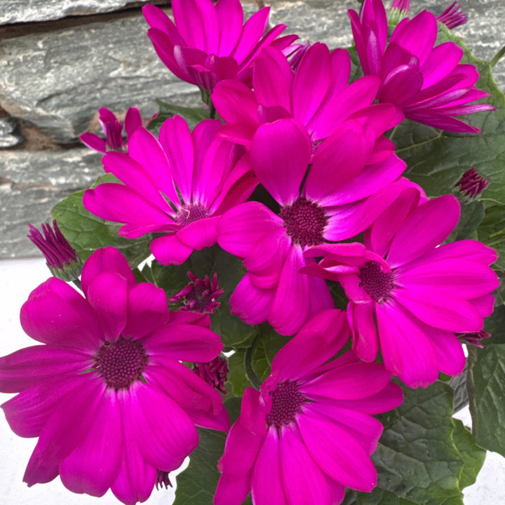 Senetti Seneico Mandala Magenta - Bedding - Windyridge Garden Centre