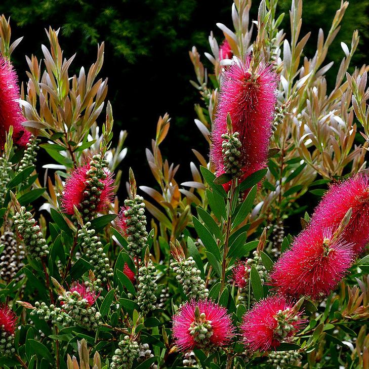 Callistemon Mini Red Clt 5 - Shrubs - Windyridge Garden Centre