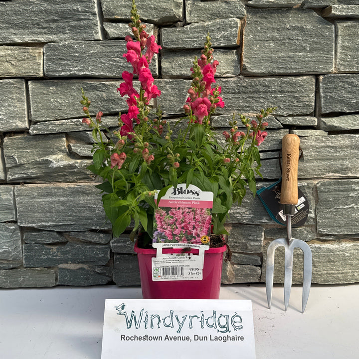 Antirrhinum Candy Rose