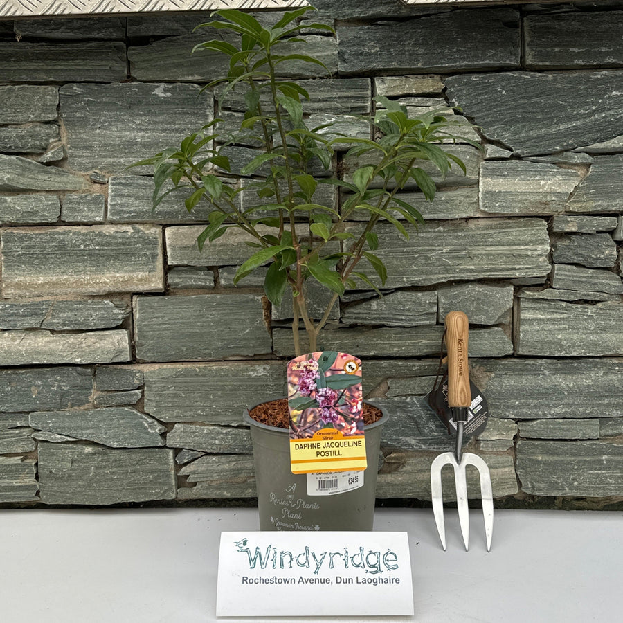 Daphne O. Jacqueline Postill - Shrubs - Windyridge Garden Centre