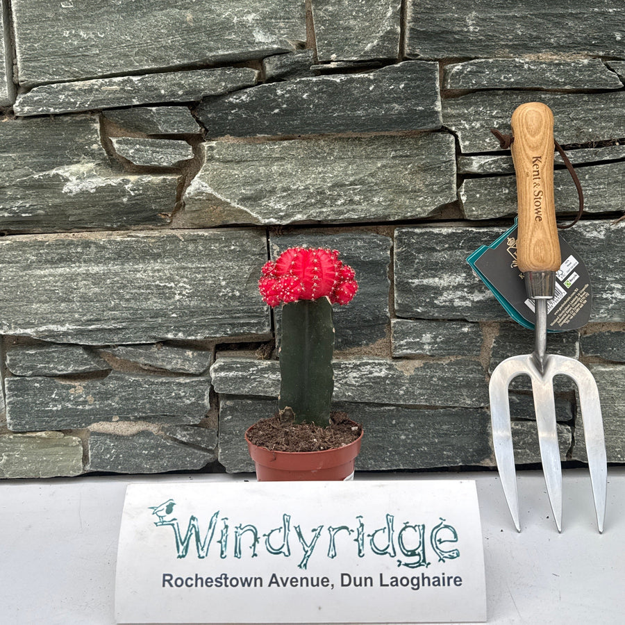 Gymnocalycium Mix Nr 653 - Indoor Plants - Windyridge Garden Centre