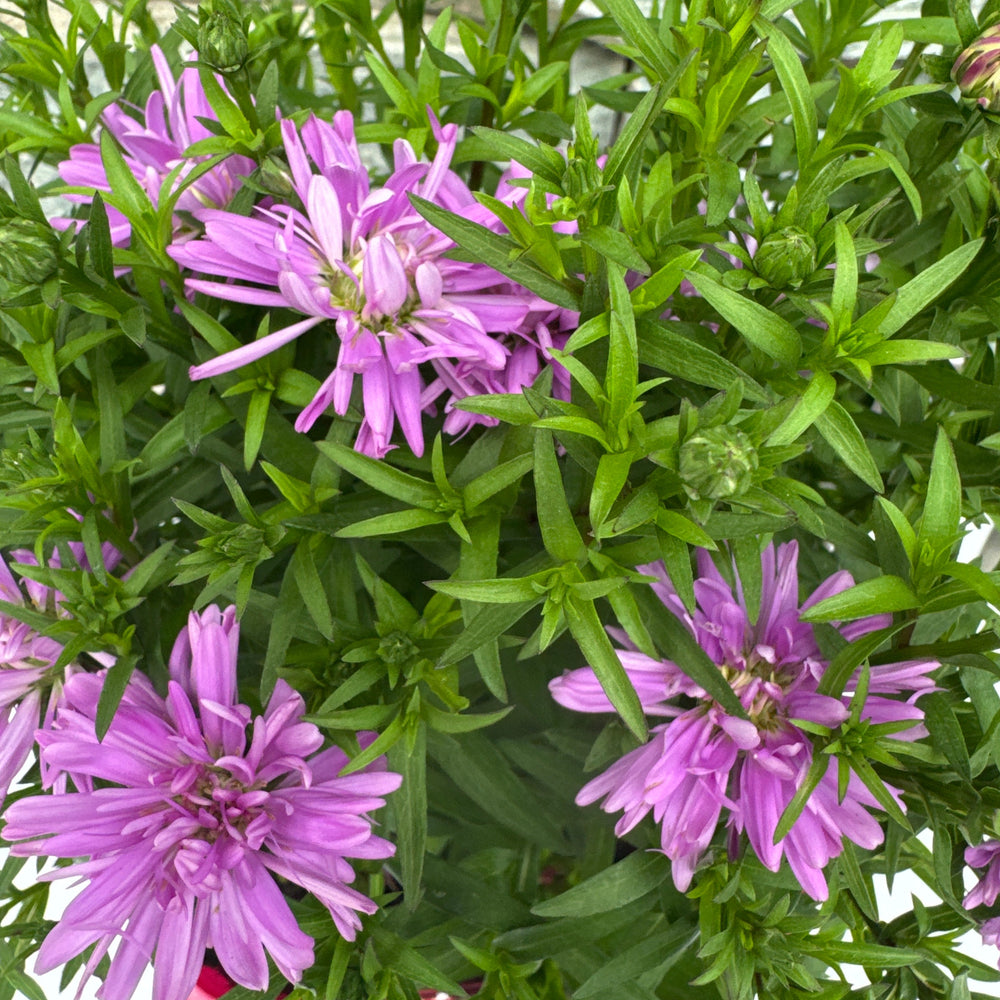 Aster Rose Crystal - Herbaceous - Windyridge Garden Centre