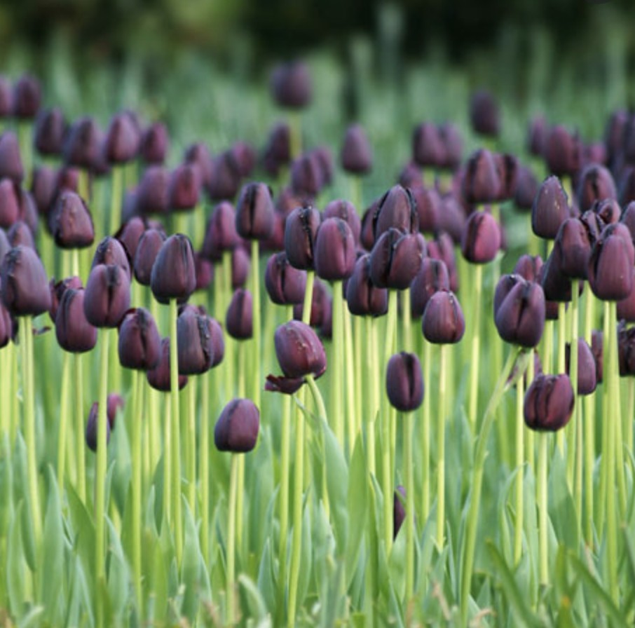 TRAY TULIPA QUEEN OF NIGHT x 10