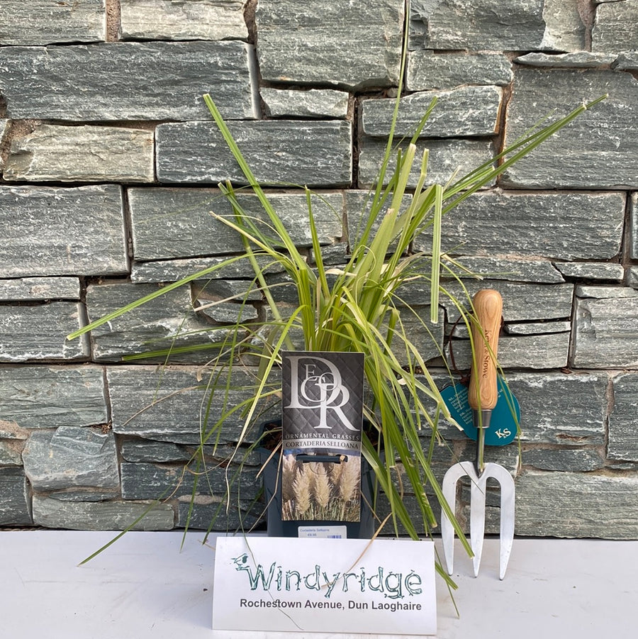 Cortaderia Selloana - Herbaceous - Windyridge Garden Centre