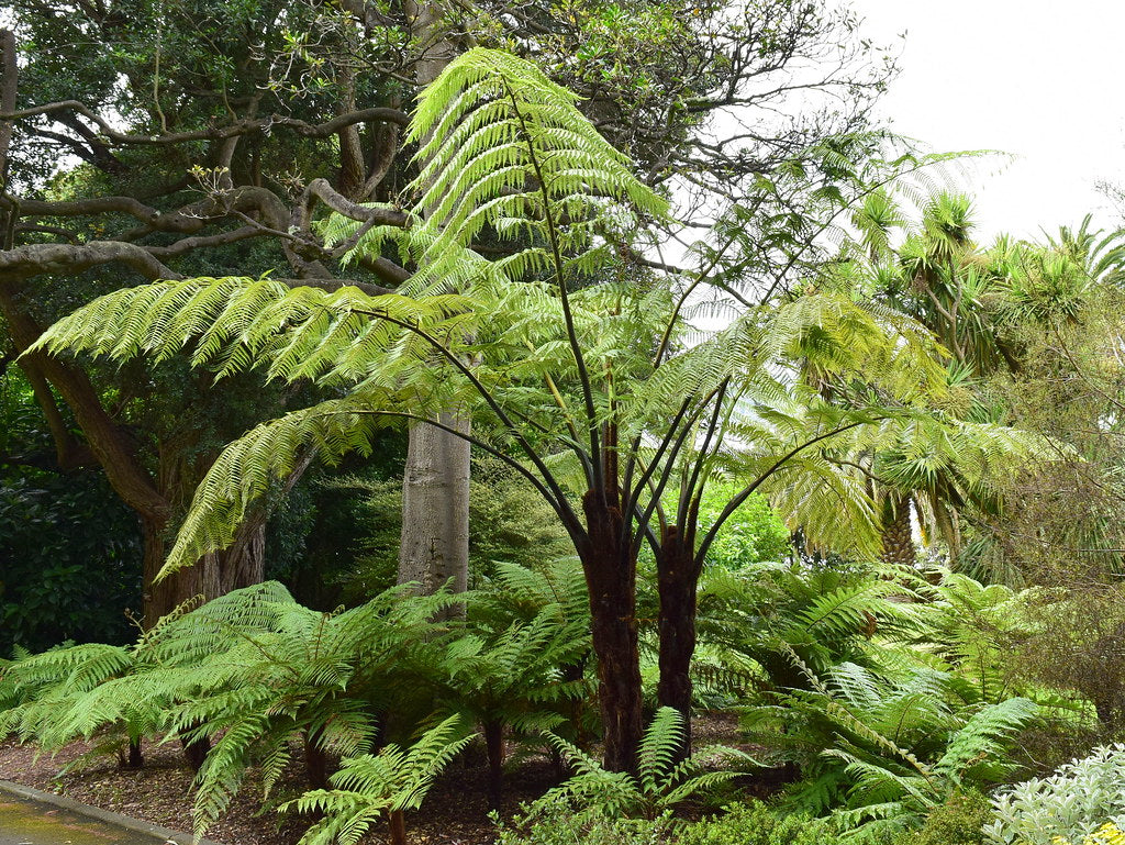 Cyathea medullaris 45 litres