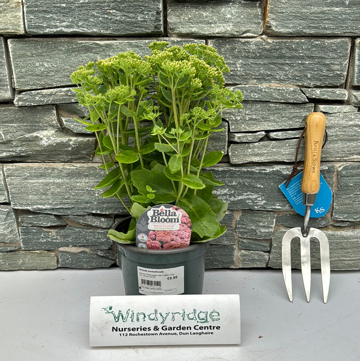 Stonecrop Sedum Herbstfreude (2Ltr Pot)