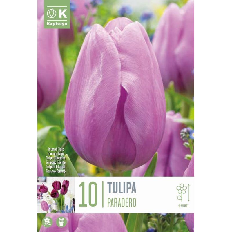 TULIPA PARADERO 10