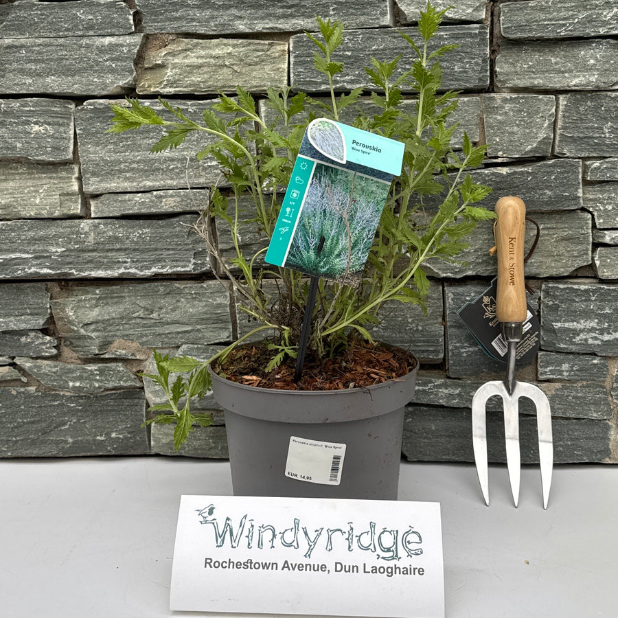 Perovskia Atriplicif. 'Blue Spire' C3.5 - Shrubs - Windyridge Garden Centre