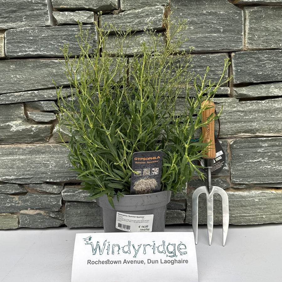 Gypsophlia Summer Sparkles  P17 - Herbaceous - Windyridge Garden Centre