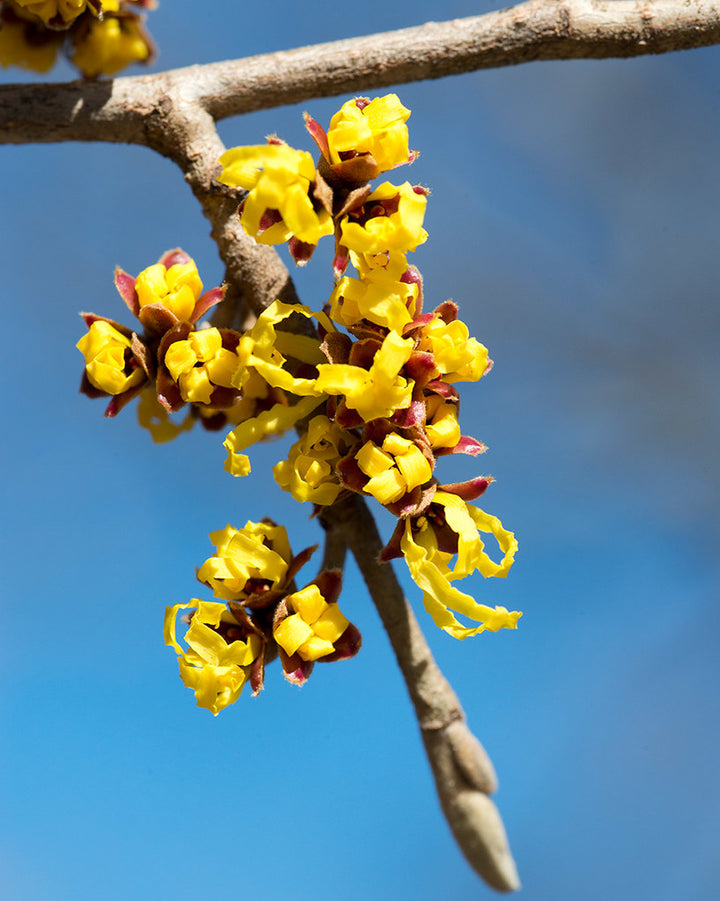 Hamamelis int. Arnold Promise