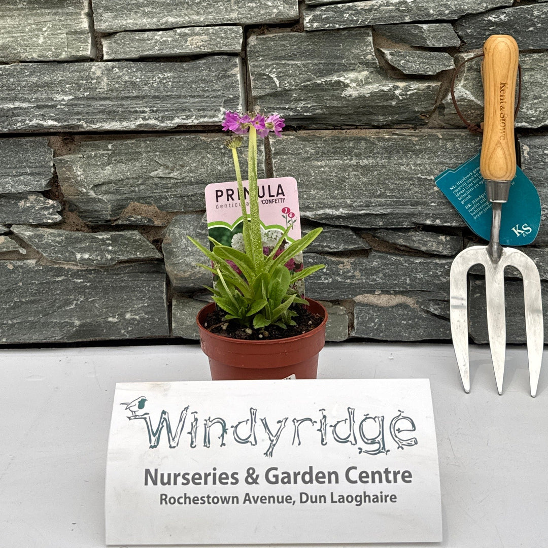 Primula Denticulata Mix - Bedding - Windyridge Garden Centre