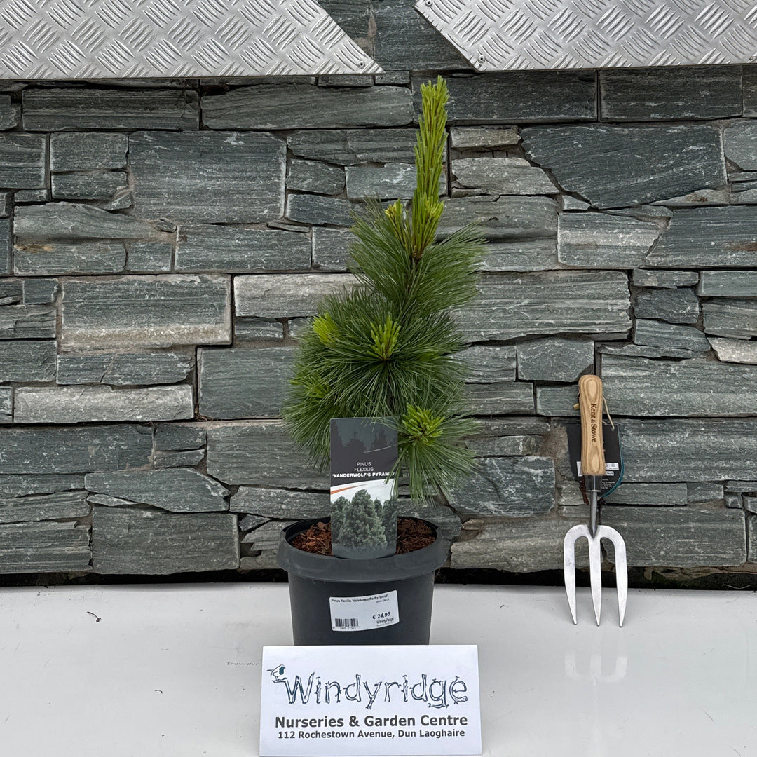 Pinus flexilis 'Vanderwolf's Pyramid' 30-40cm C3