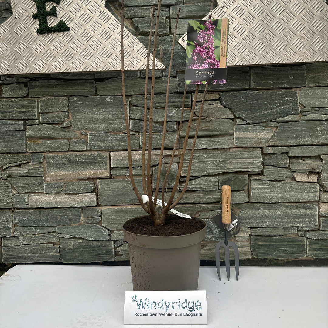 Syringa vulgaris