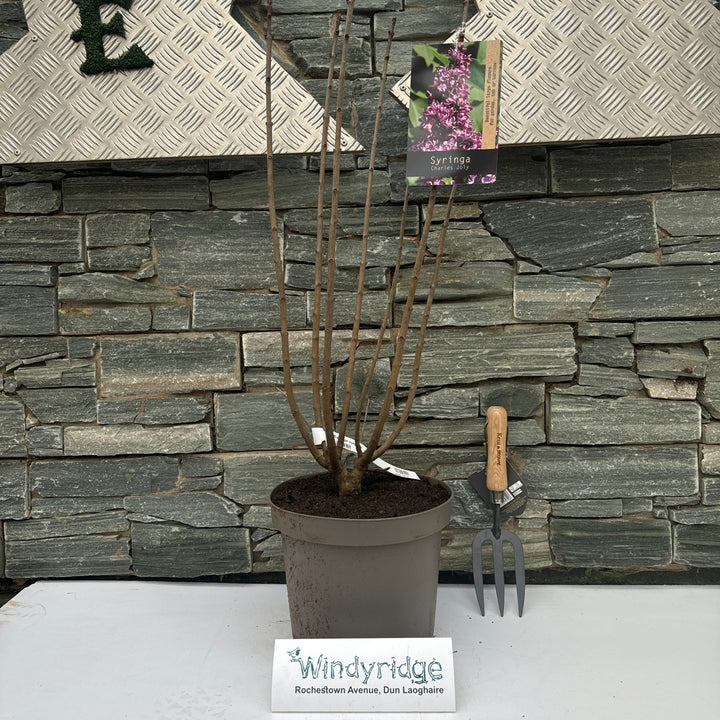 Syringa vulgaris
