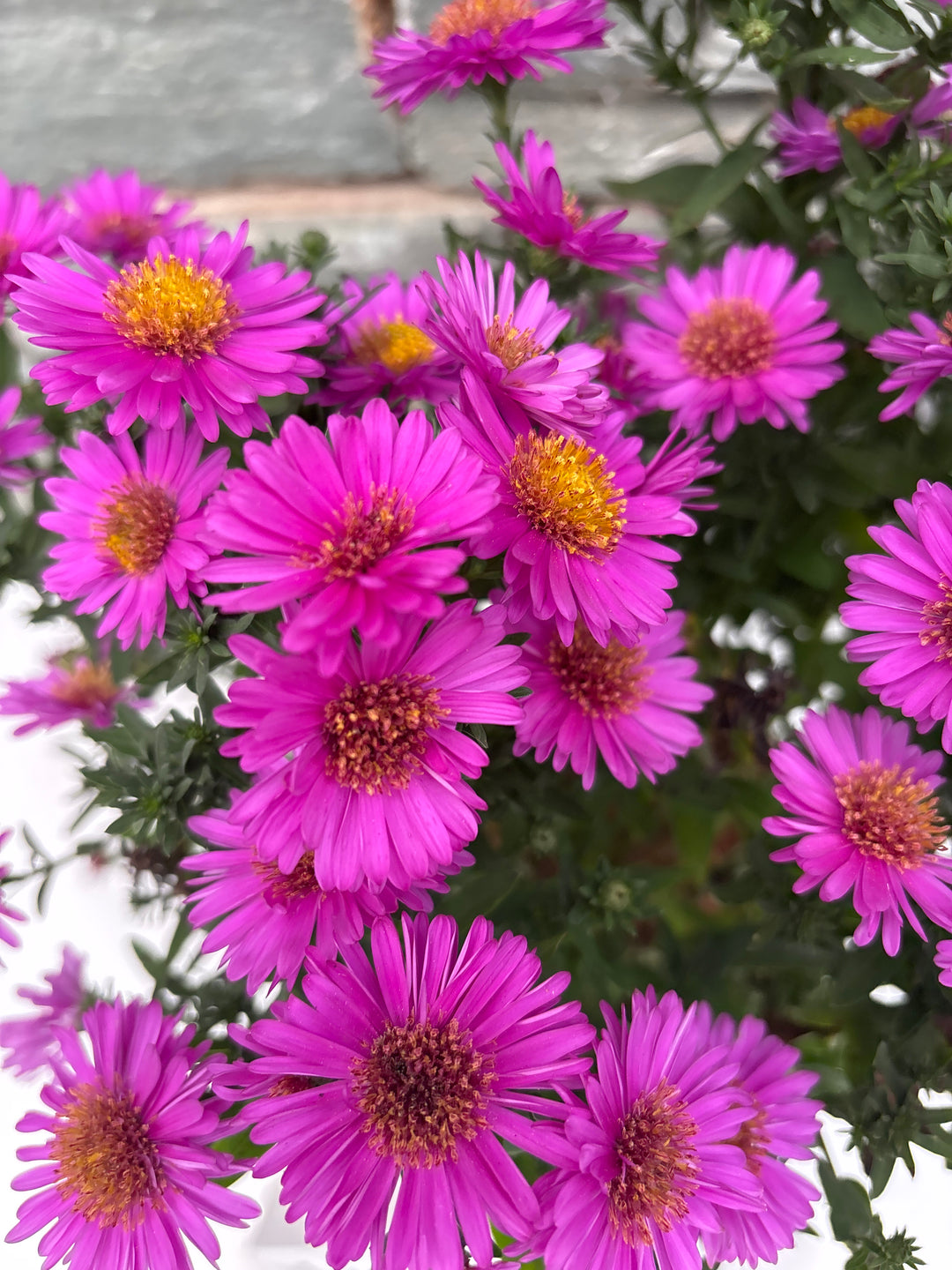 ASTER 'Starlight' 3L