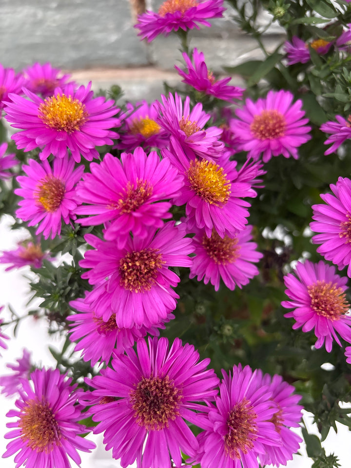 ASTER 'Starlight' 3L