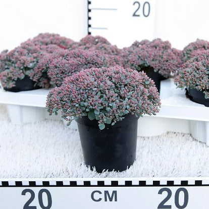 Sedum-Painted-Pebble-Potted