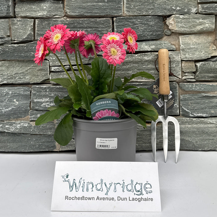 Gerbera 3 Ltr
