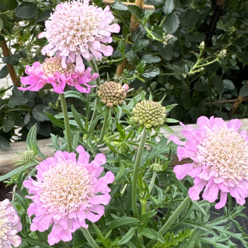 Scabiosa Colum. Pink Mist - Herbaceous - Windyridge Garden Centre
