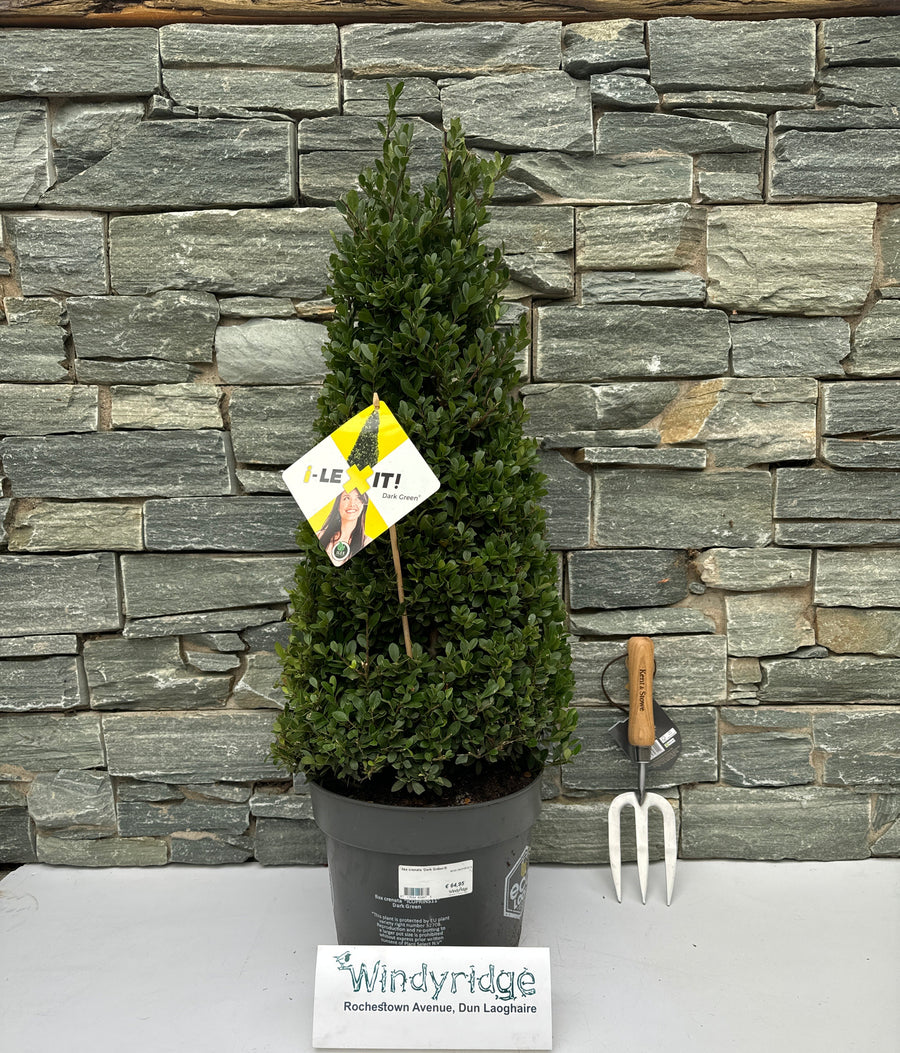 Ilex Crenata Dark Green  60-65 Cm Pyr - Standard Trees And Topiary - Windyridge Garden Centre
