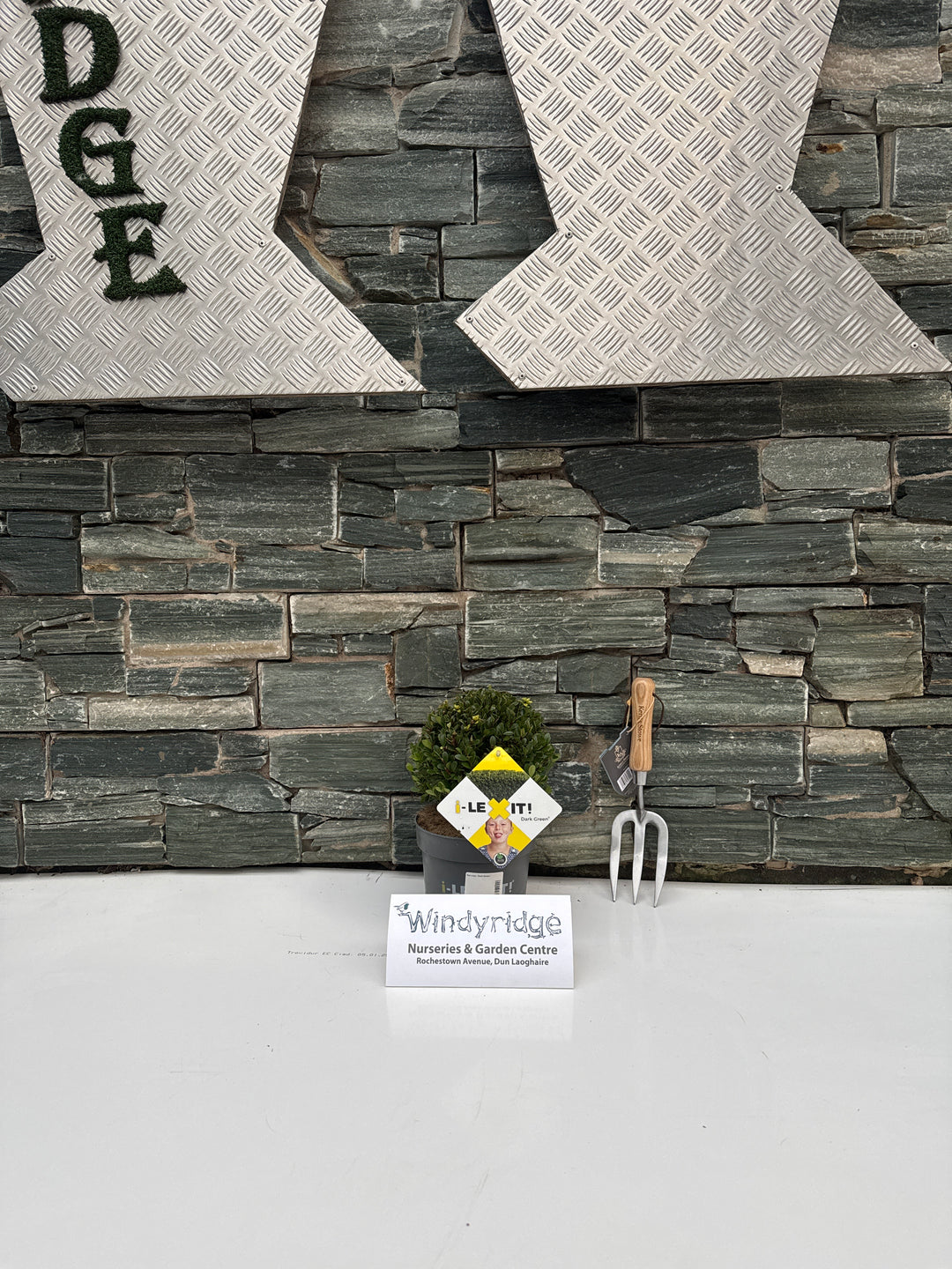 Ilex cren. Dark Green