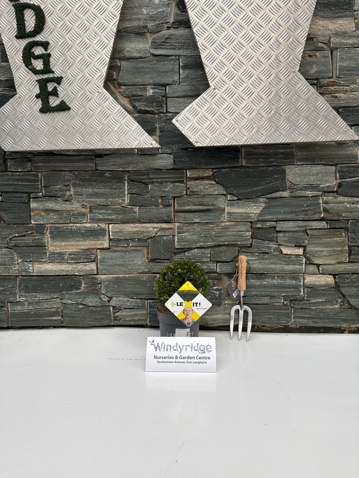 Ilex cren. Dark Green