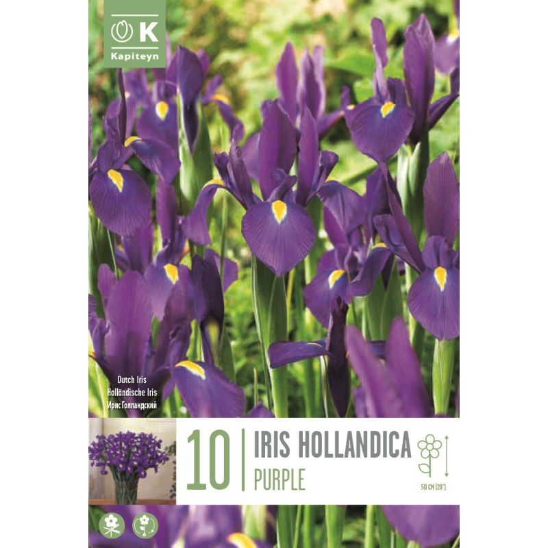 IRIS PURPLE 10 Bulbs