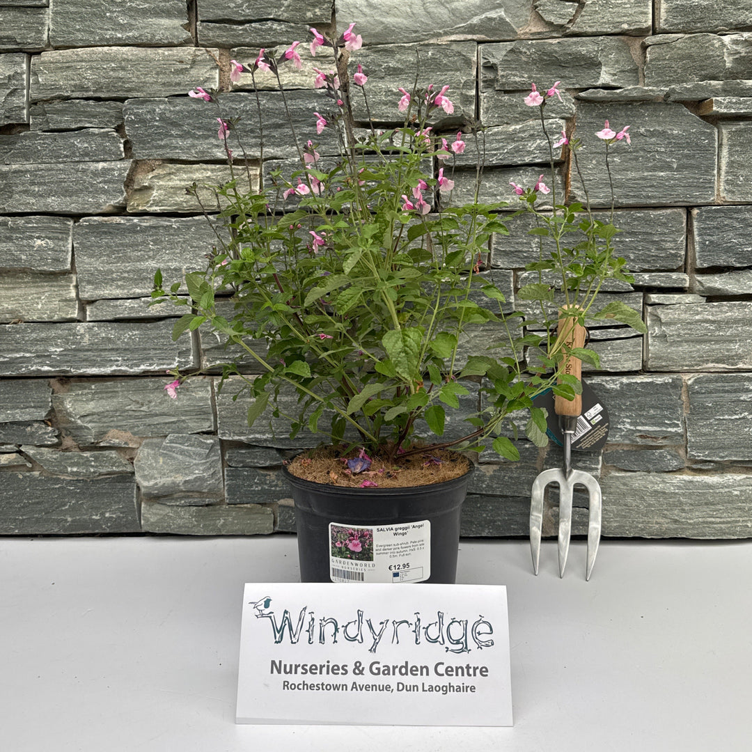 SALVIA greggii Angel Wings 3Ltr Pot