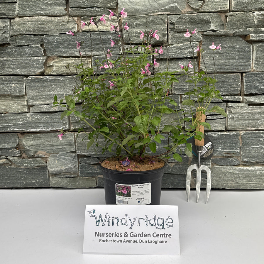 Salvia Greggii Angel Wings 3Ltr Pot - Herbaceous - Windyridge Garden Centre