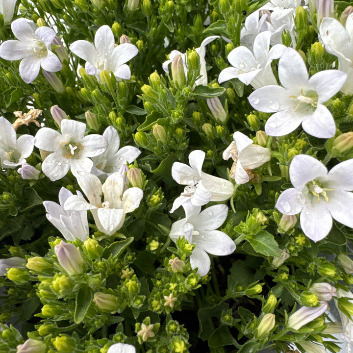 CAMPANULA ZENN WHITE