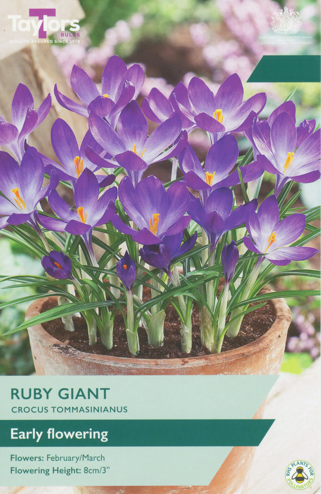 25 CROCUS RUBY GIANT 5-7