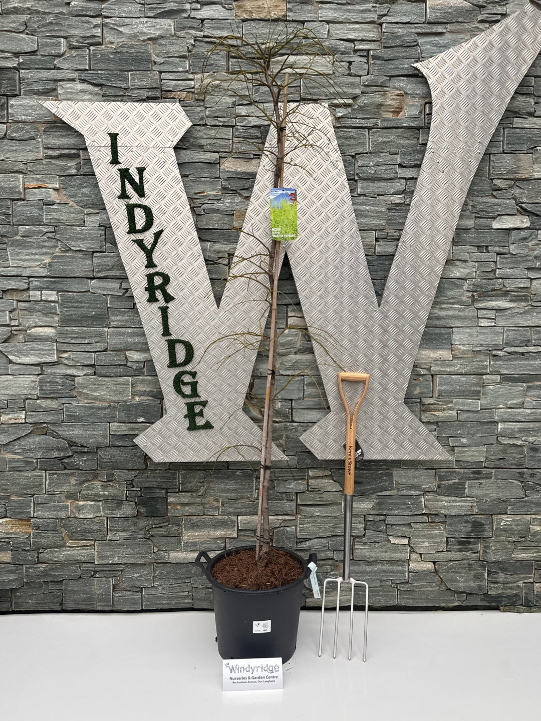 Acer pal. Dissectum Flavescens 175-200 cm C 30L fthd.