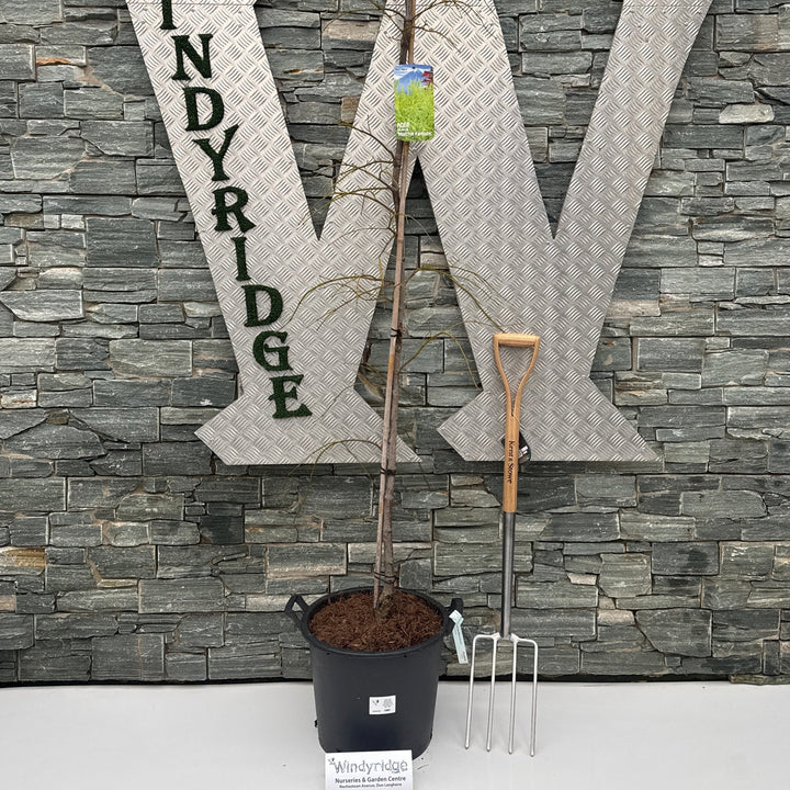 Acer Pal. Dissectum Flavescens 175-200 Cm C 30L Fthd. - Trees - Windyridge Garden Centre