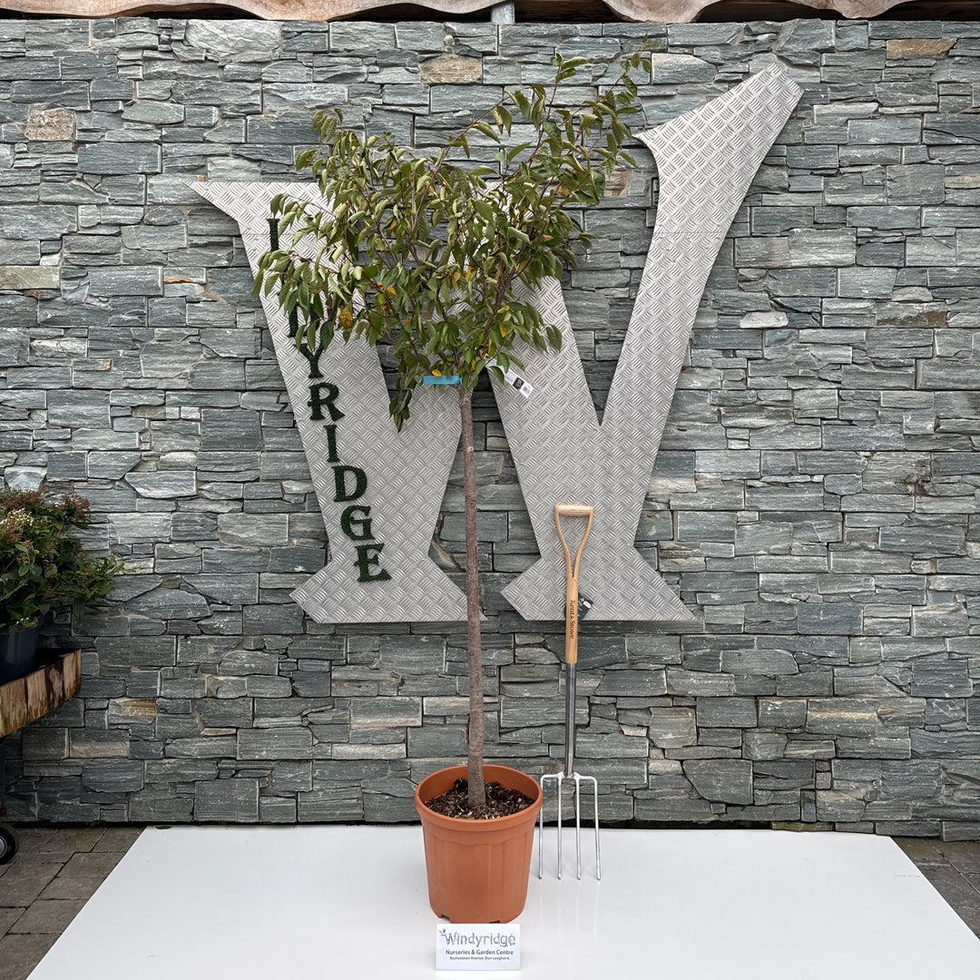 PRUNUS SERR. x ACCOLADE CLT 25  1/2 STD