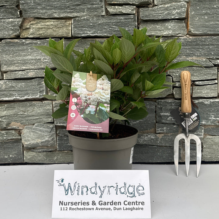 Hydrangea paniculata 'Early Harry' ® P19 - Shrubs - Windyridge Garden Centre