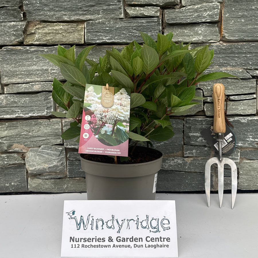 Hydrangea paniculata 'Early Harry' ® P19 - Shrubs - Windyridge Garden Centre