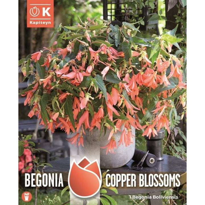 Begonia Boliviensis Copper Blossoms - Bulbs - Windyridge Garden Centre