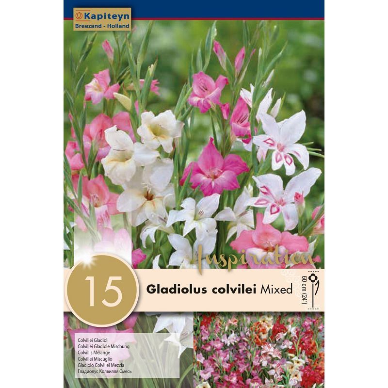 GLADIOLUS MIXED COLOURS 15