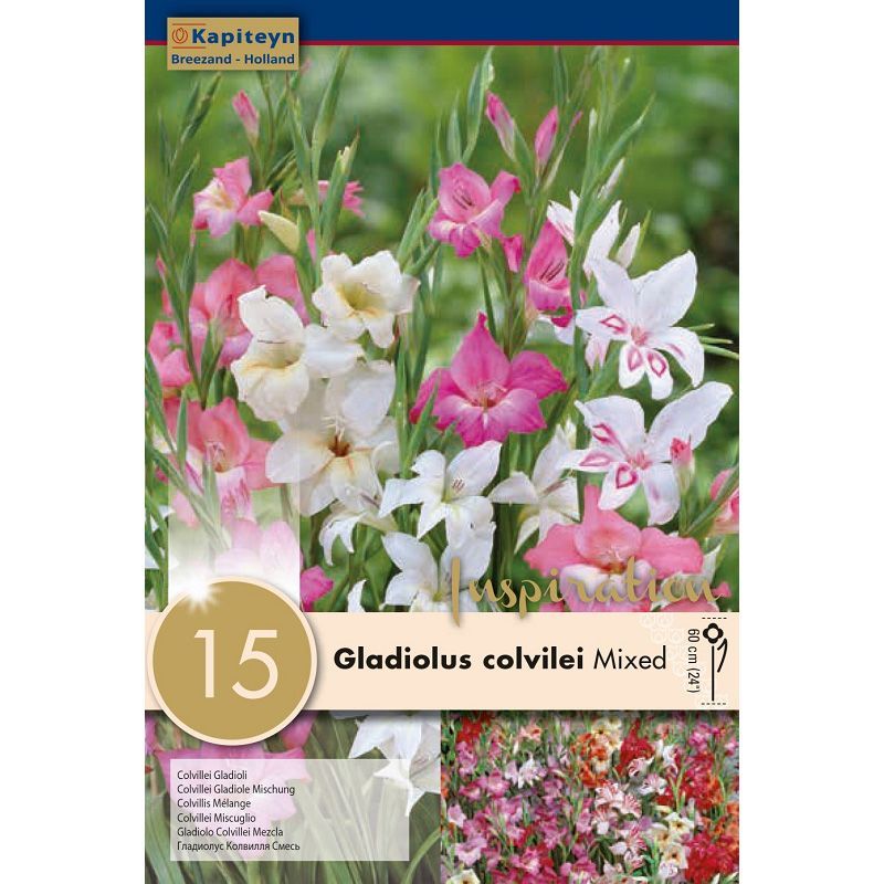 GLADIOLUS MIXED COLOURS x 15
