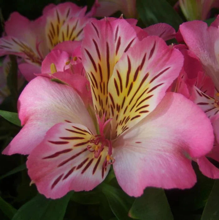 Alstroemeria Inticancha Machu