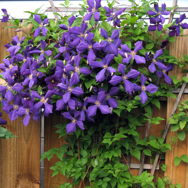 Clematis-Jackmanii-Flower