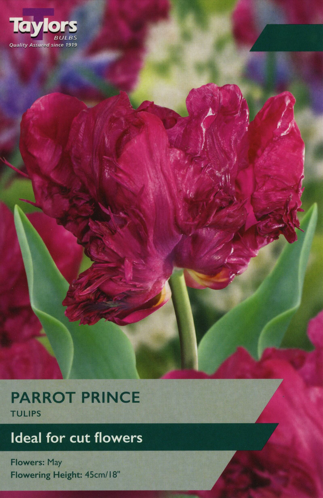 TULIP PARROT PRINCE X 8