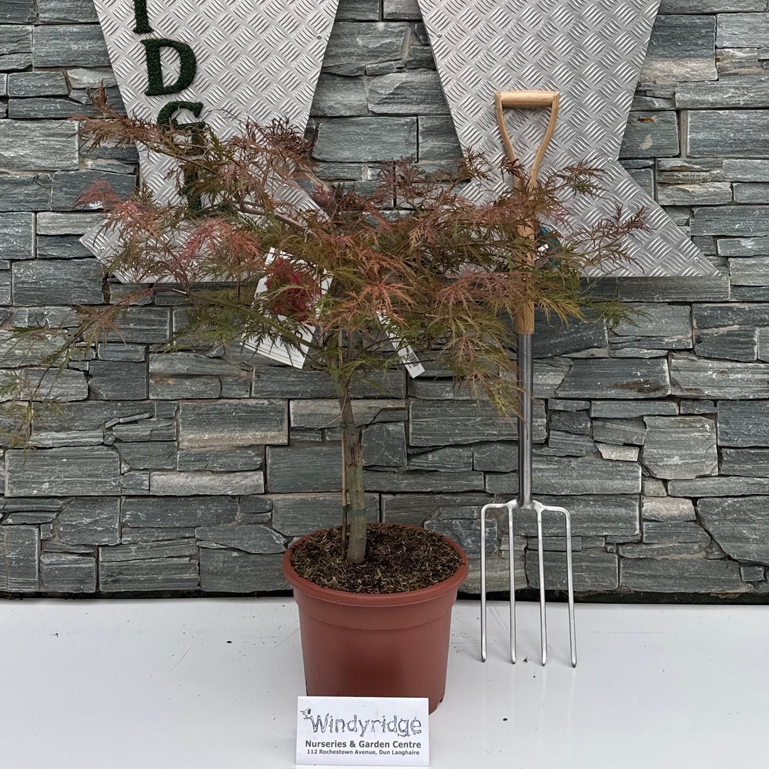 Acer pal. 'Garnet' 60-80 cm. C15