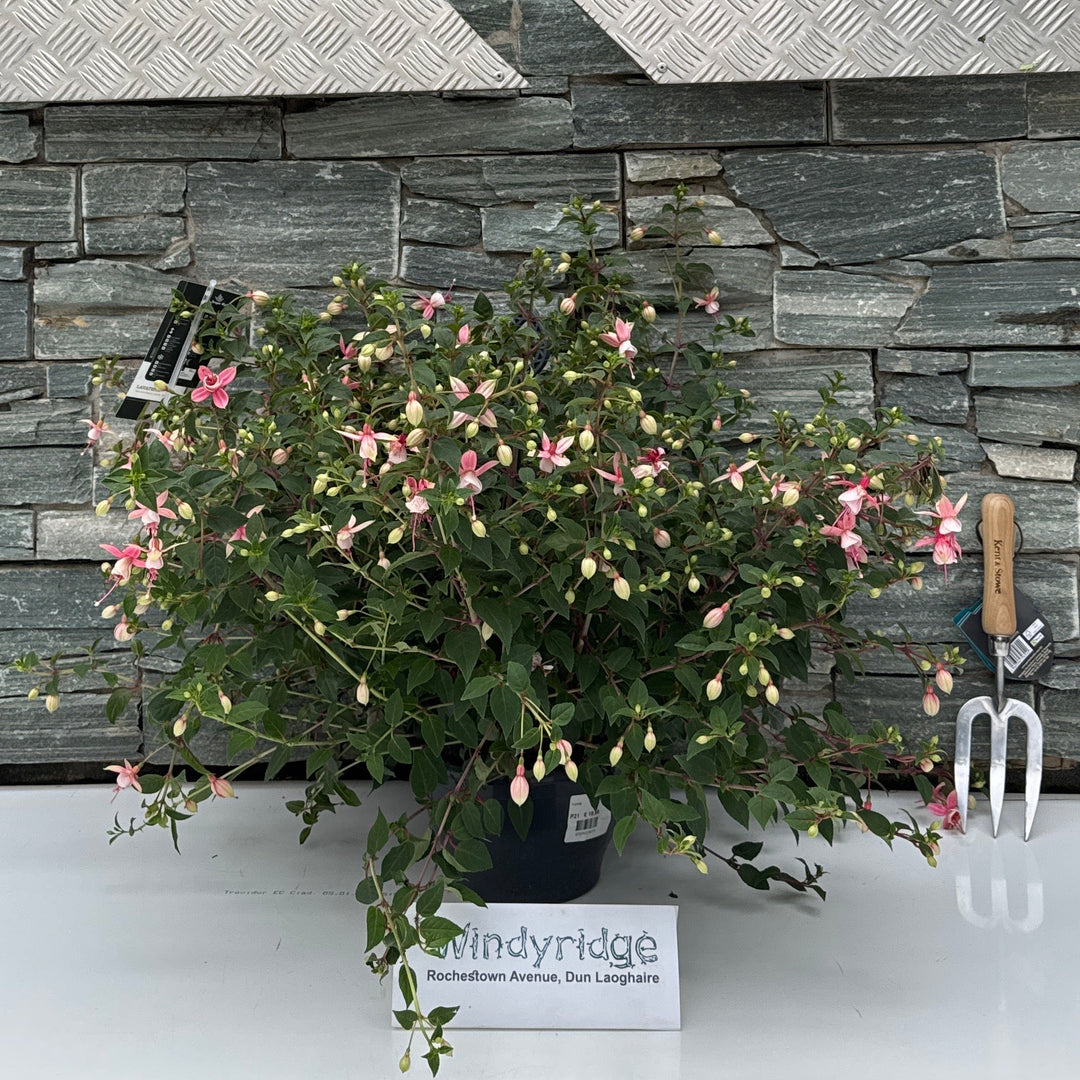 Fuchsia ... Elma in hanging pot