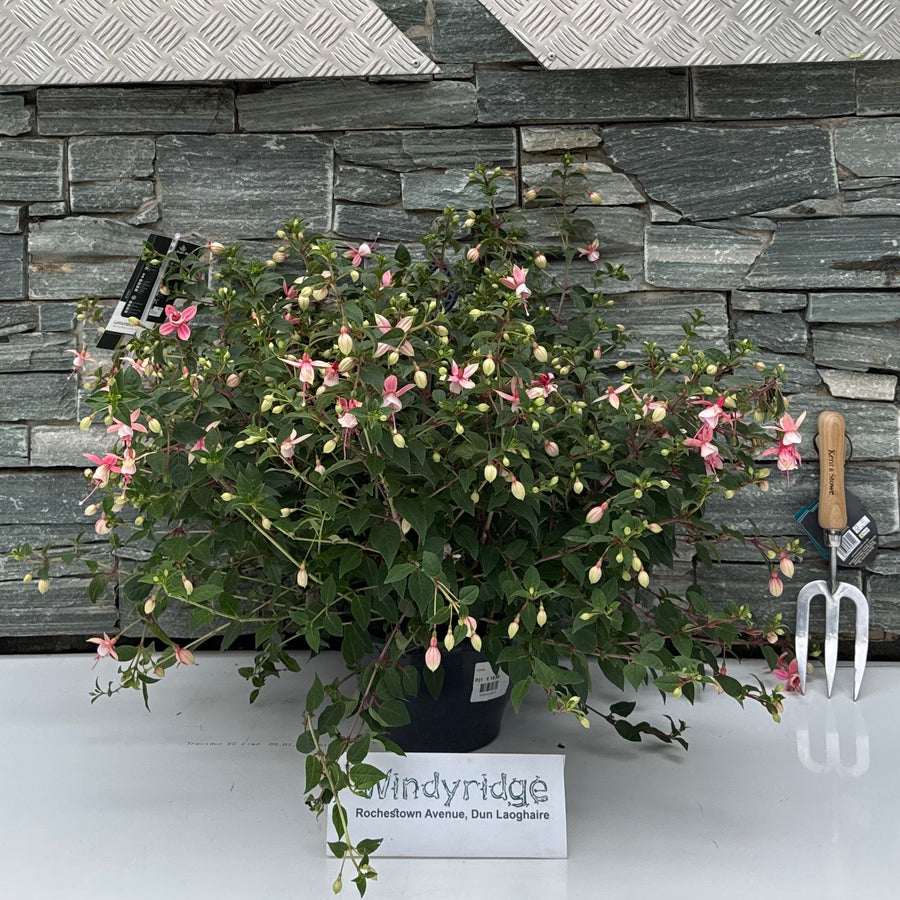 Fuchsia ... Elma in hanging pot