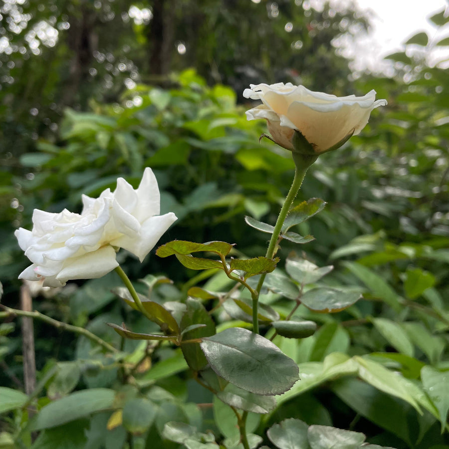 ROSA-WHITE-DIAMOND-Half-Standard-Flower-1