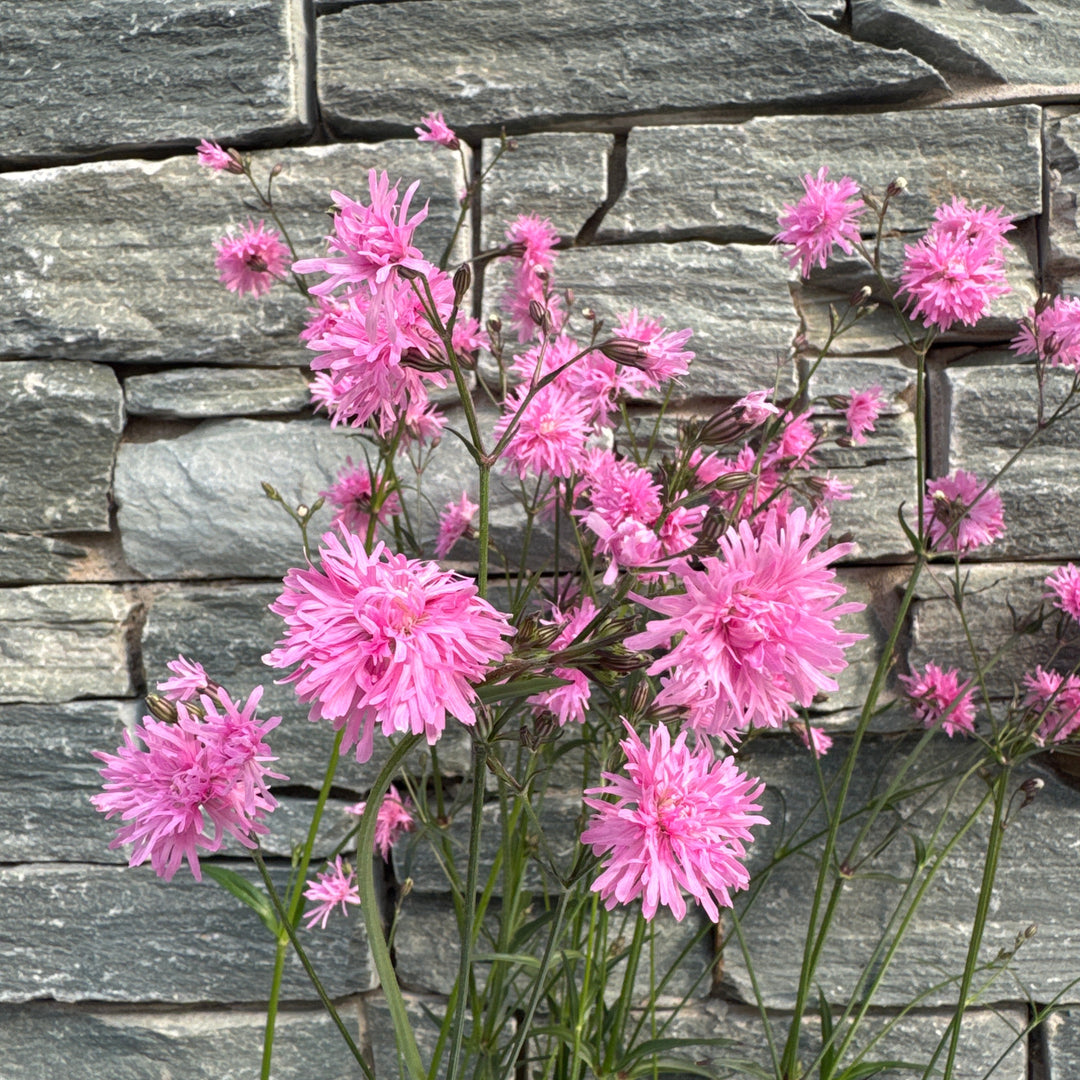 LYCHNIS Petite Jenny